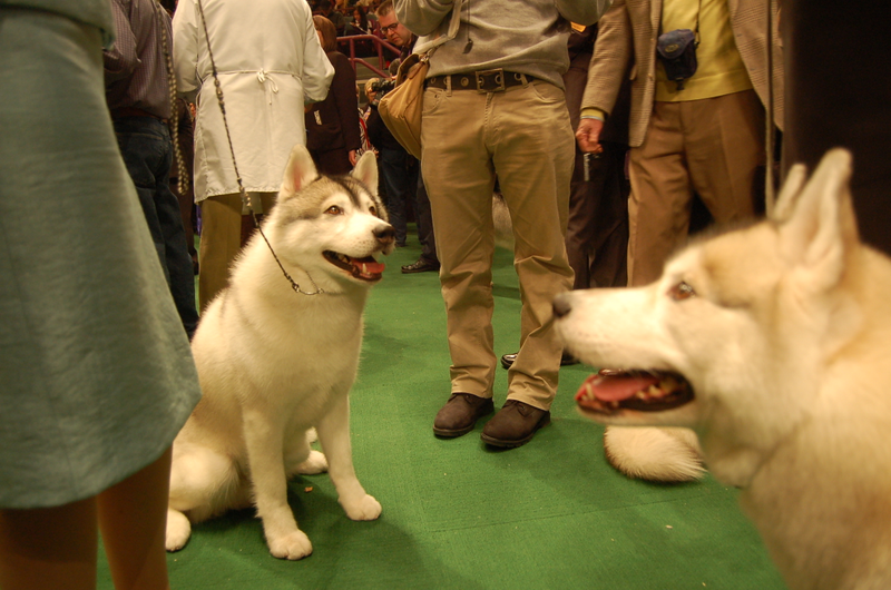 Illustration for article titled Calling Off The Dogs: Day 2 At Westminster